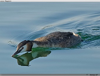 Animali 055